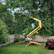 How Our Tree Care Process Works  in  Warrington, FL