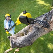 Best Root Management and Removal  in Warrington, FL