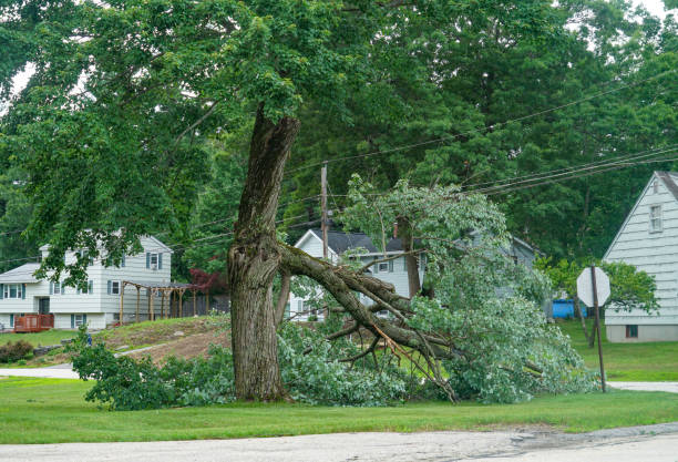 Best Tree Preservation Services  in Warrington, FL